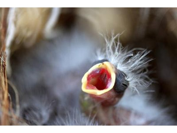 A close-up of a baby bird in the nest waiting for its mother to return.