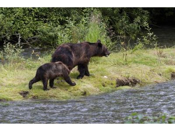 grizzly bears