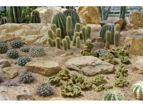 Cacti in a desert.