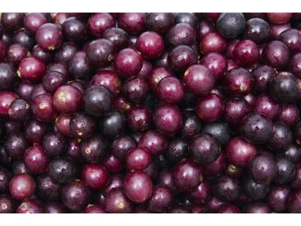 Close-up of muscadine grapes
