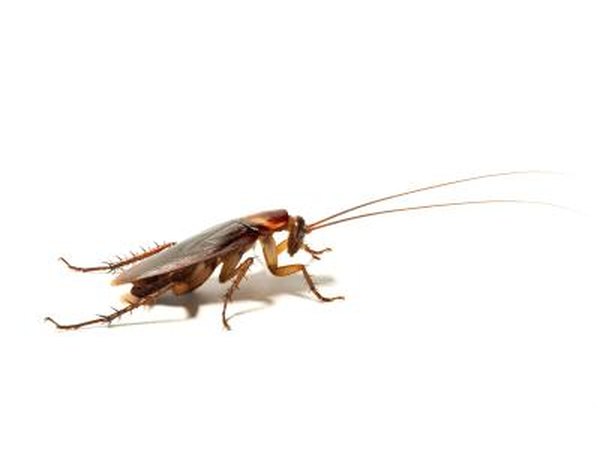 Cockroaches are pests.