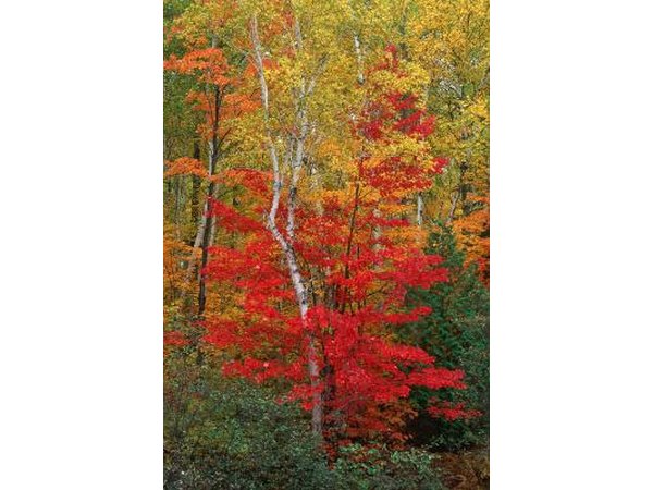 Maple trees