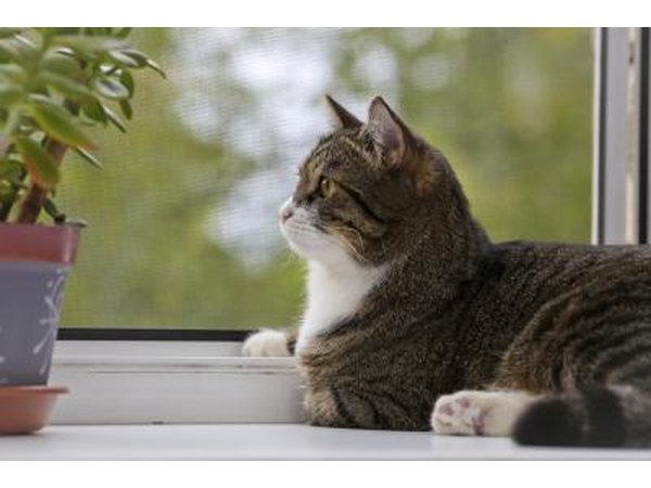 A cat sits on a sill near a plant and looks out the window.