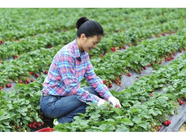 The supply of food may also be disrupted as the growing cycles are shortened.