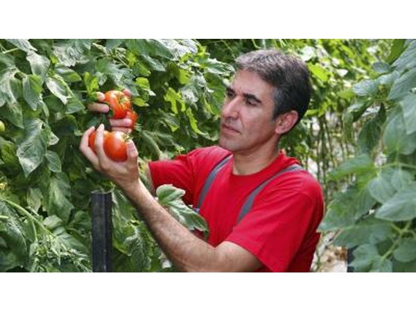 gardener with tomatoes