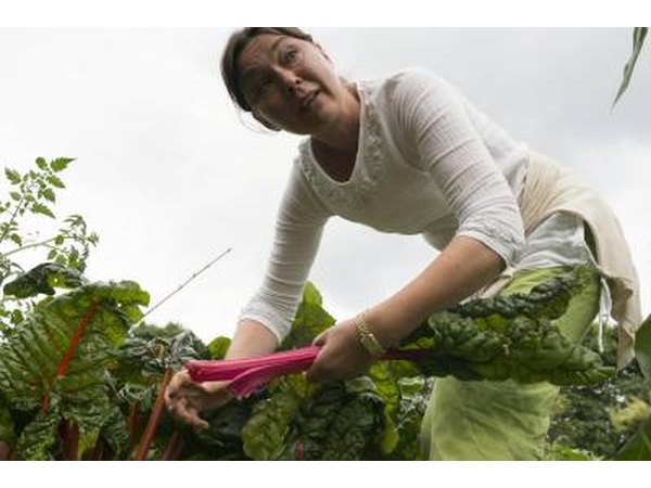 Woman harvests rhubarb