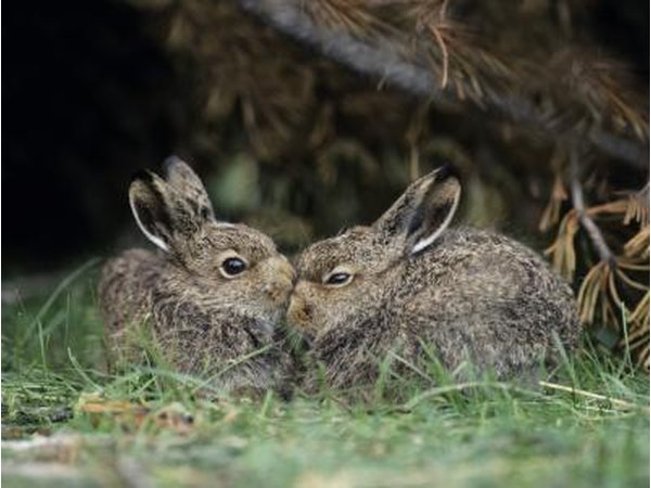 Rabbits were so common, most travelers ignored them.