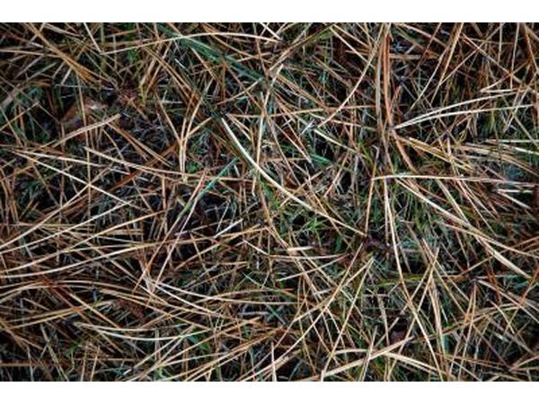 spread the needles around the base of your plants