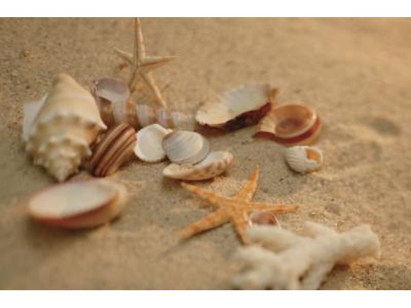 Decorate your home with seashell crafts.