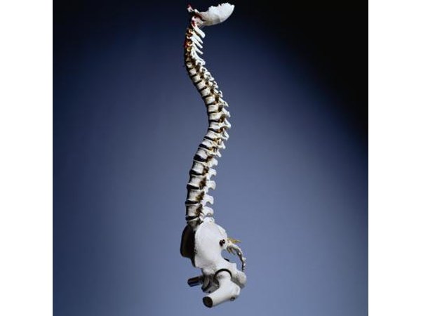 Human spine.