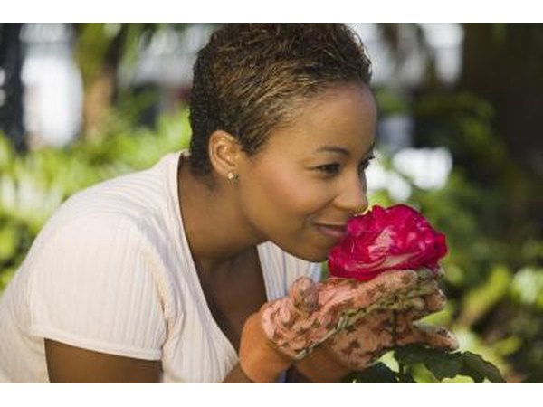 Gardener smelling a rose