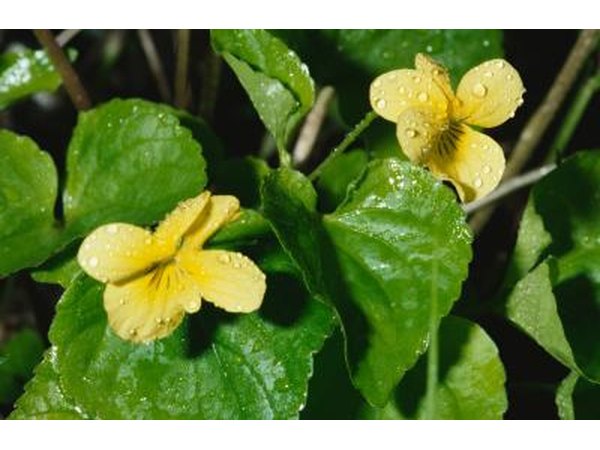 Violets -- even yellow ones -- symbolize faithfulness.