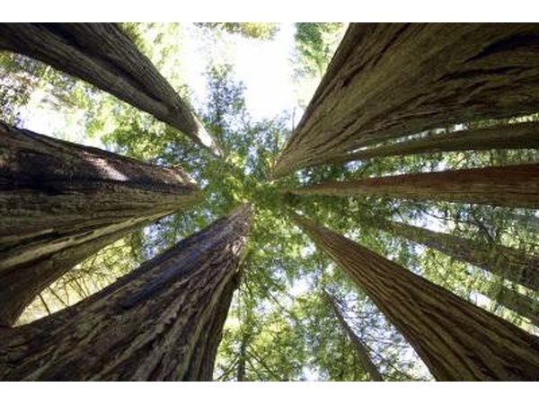 Measure or estimate the height of the tree.