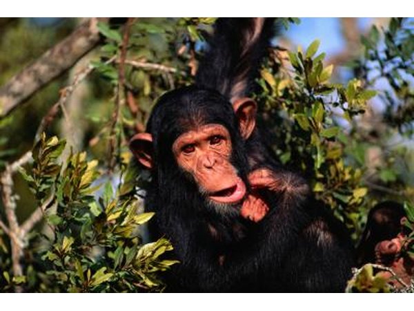 chimpanzee hanging from tree