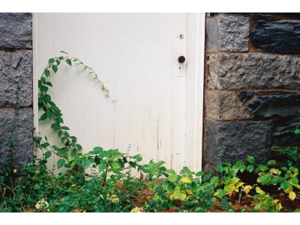 Cut back overgrown grass, shrubs and weeds.