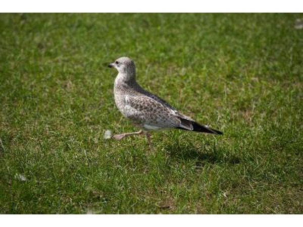 Bird on lawn.