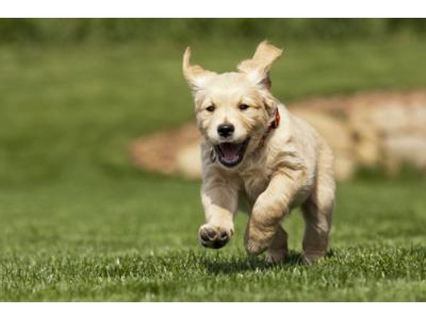 Puppies can experience acne which can be treated with prescription shampoo and oral antibiotics.