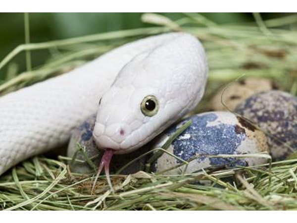 snake in bird's nest about to eat eggs