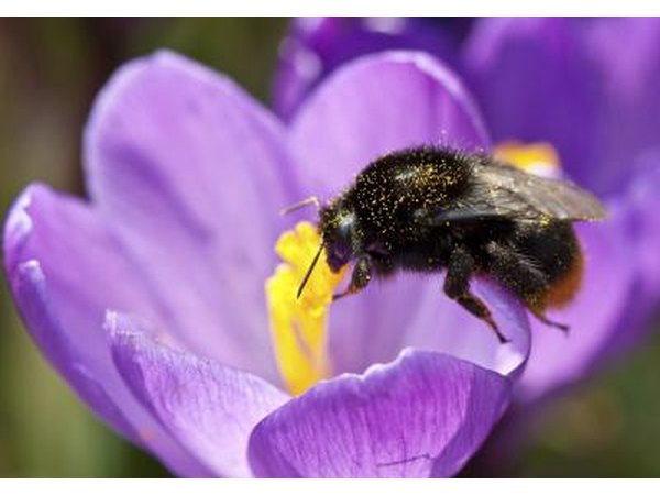 Bees rely on pollen as a source of protein.