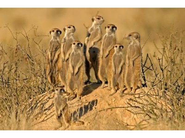 Meercat family in Kalahari Desert, Botswana