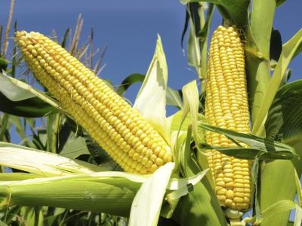 The mature corn plant develops ears.
