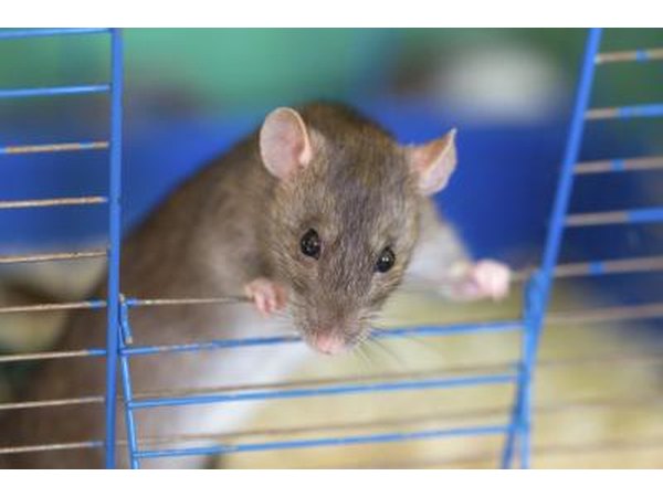 Pet rat