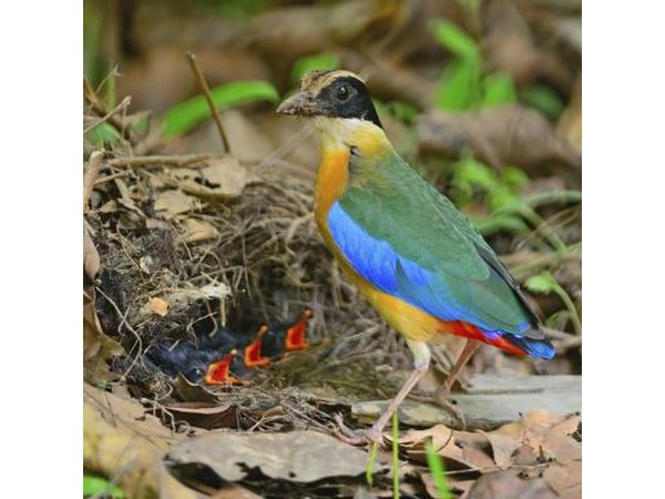 A Blue-winged Pitta feeds hungry chicks in a nest on the ground.