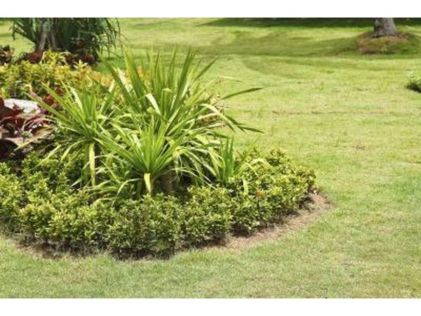 Lilyturf grows reaches 18 inches in height.