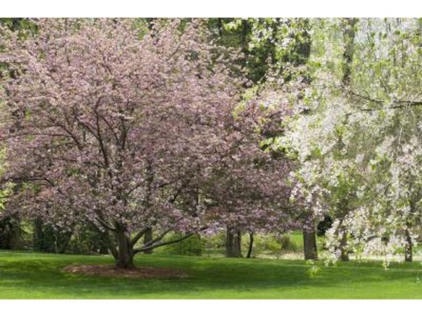 Dogwood trees blooming in partial shade.
