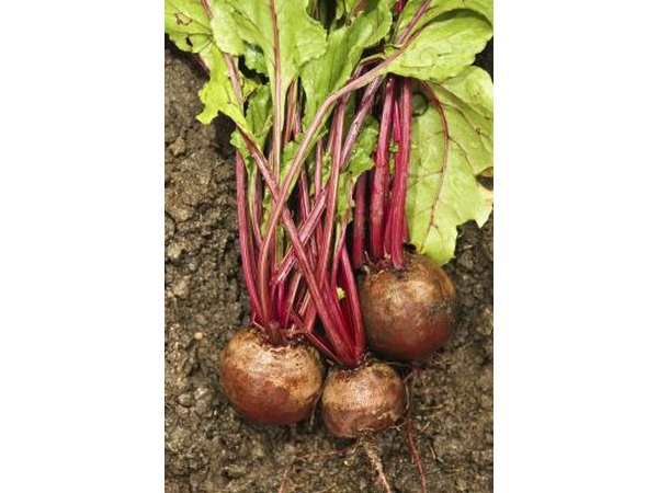 Turnips