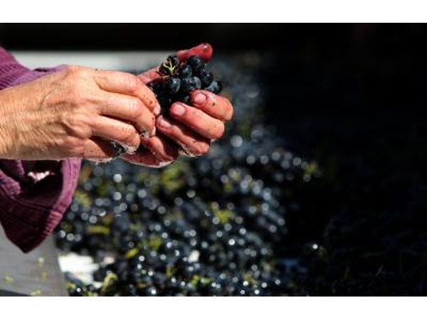 Harvested grapes in St. Helena, CA.
