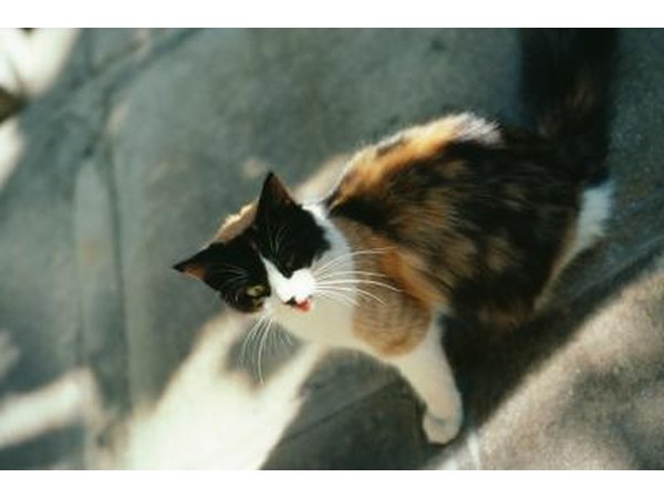 cat