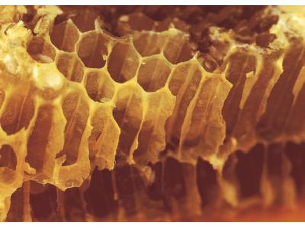 Detail of honeycomb