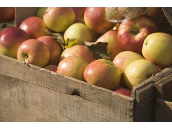Apples are in season starting in the Fall.