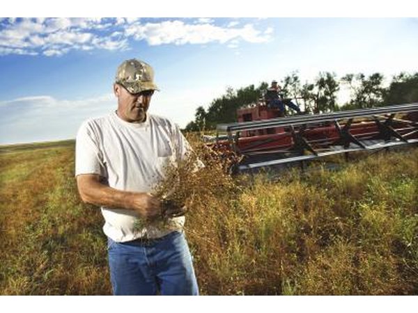 A farmer in a field inspects crops next to his plow