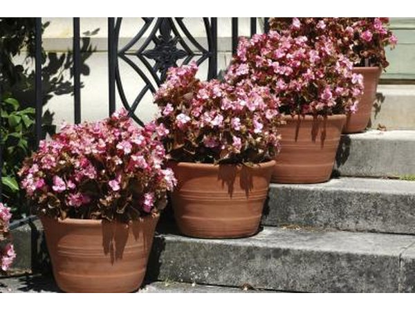 Potted wax begonia