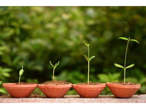 Growth