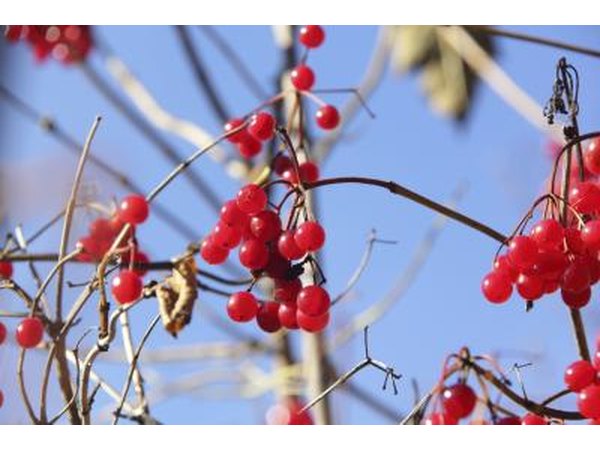 Red David viburnum berries growing in the winter.