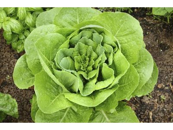 lettuce in garden