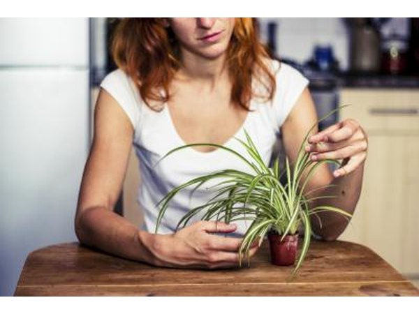 Fertilizing plants helps them grow and get the nutrients they need.