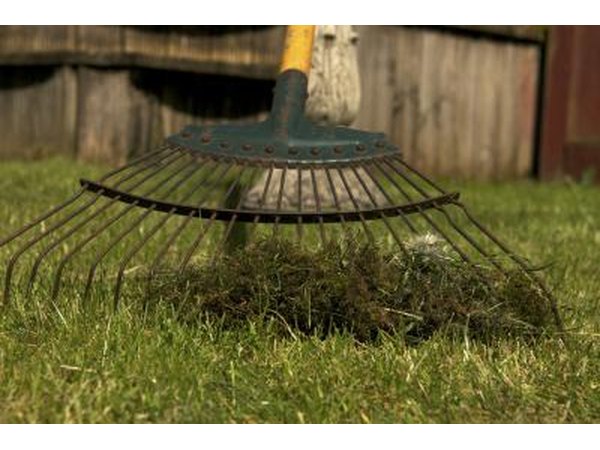 A close-up of a garden rake collecting moss in the grass.