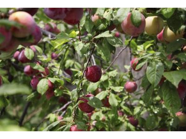 Plums growing on a tree in the yard.