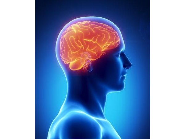 3D rendering of the human brain.