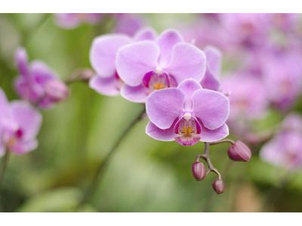 Plants like orchids grow on trees in the upper canopy.