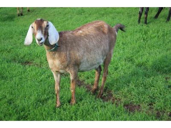 A nubian goat.