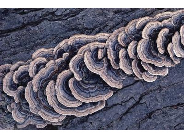 A close-up of fungus growing on tree bark.