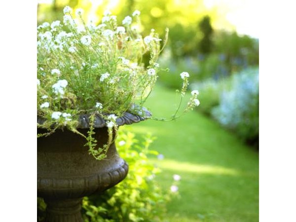 Adult fleas pend most of their time in bedding, carpeting, furniture, lawns or gardens.