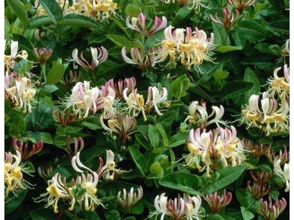 Honeysuckle and other vines can adorn an arbor.