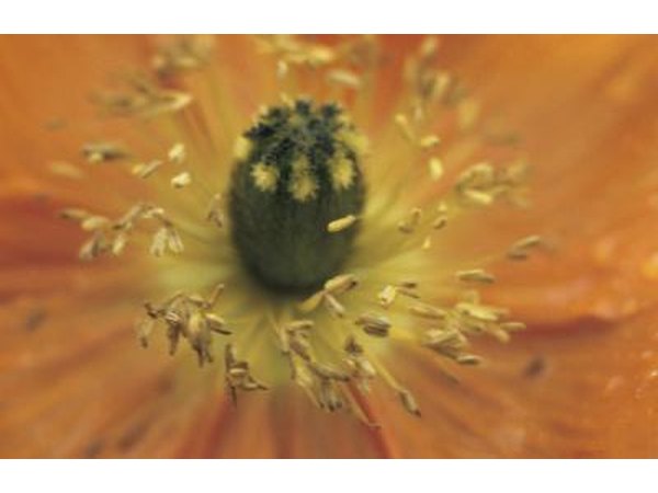 Close up of pollen.