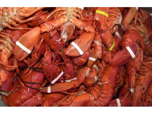 Pot of cooked lobsters